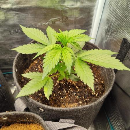 Guava Auto (Gretchen & Ginger)