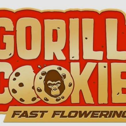 Fast Buds Gorilla Cookies FF (Precious)