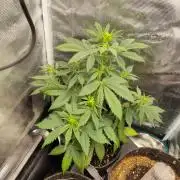 Gorilla Cookies Auto by Fast Buds (soon)