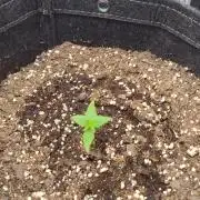 Gorilla Cookies Auto by Fast Buds (soon)