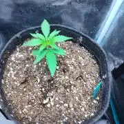 🦍 🍪 Auto