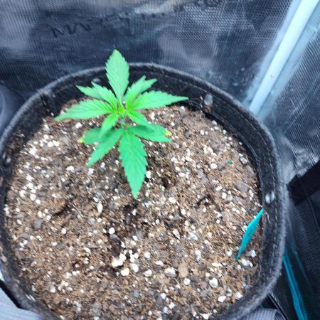 🦍 🍪 Auto