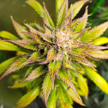 Strawberry Gorilla 🍓 🦍