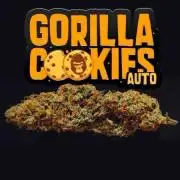 Gorilla Cookies Auto by Fast Buds (soon)