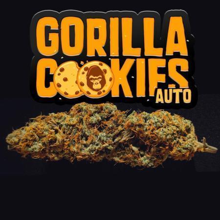 Gorilla Cookies Auto by Fast Buds (soon)