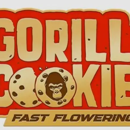 Fast Buds Gorilla Cookies FF (Precious)