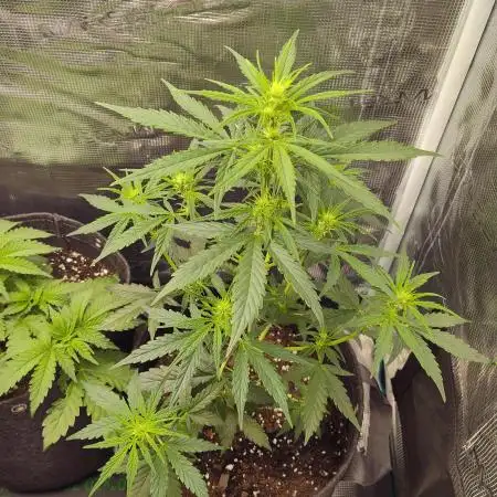 Fast Buds Gorilla S. Auto (Phoenix)