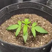 Northern Lights Auto