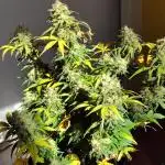 Mexican Airlines Auto (Claudia)