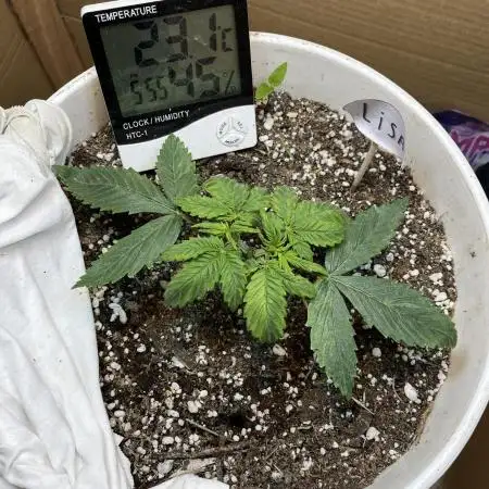 Zkittlez Auto Fast Buds