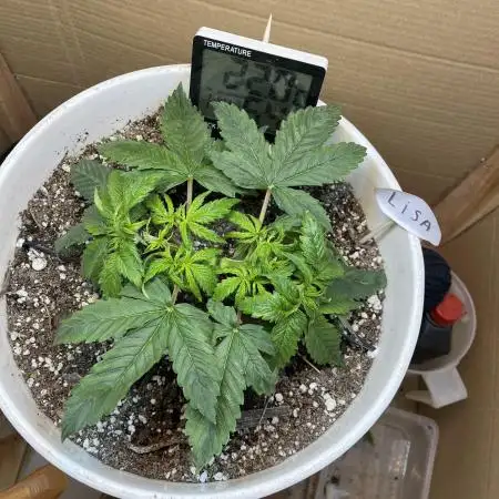 Zkittlez Auto Fast Buds