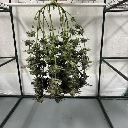 First Grow | Sundae Driver