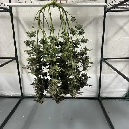 First Grow | Sundae Driver