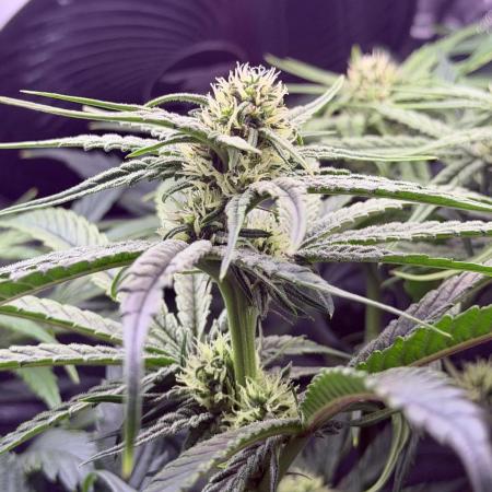 Marrakesh | Purple City Genetics