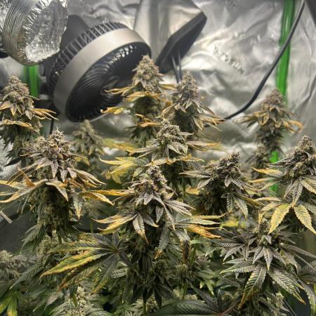 First Grow | Sundae Driver