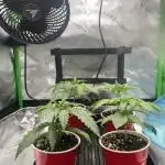 Tropical Cooler | Atlas Seeds