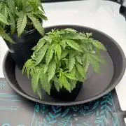 Blue Slushie F2 | Cherry Grenada