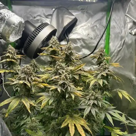 First Grow | Sundae Driver