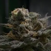 Tropical Cooler | Atlas Seeds