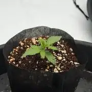 Stuffed Blue Cherry | Raw Genetics
