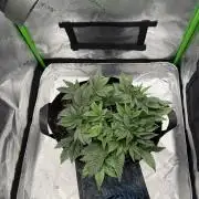 Scoopski F2 | Night Owl Seed | AUTO