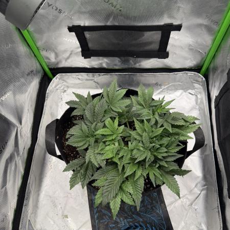 Scoopski F2 | Night Owl Seed | AUTO