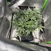 Scoopski F2 | Night Owl Seed | AUTO