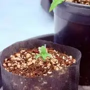 Stuffed Blue Cherry | Raw Genetics