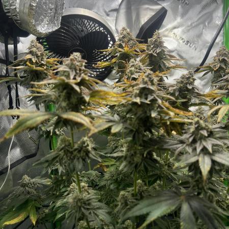 First Grow | Sundae Driver