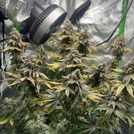 First Grow | Sundae Driver