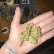 Tropical Cooler | Atlas Seeds