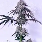 Stuffed Blue Cherry | Raw Genetics