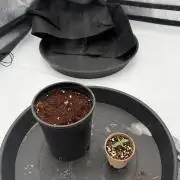 Blue Slushie F2 | Cherry Grenada