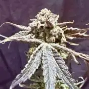 Marrakesh | Purple City Genetics