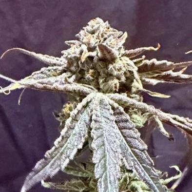Marrakesh | Purple City Genetics