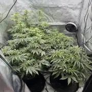 Blue Slushie F2 | Cherry Grenada