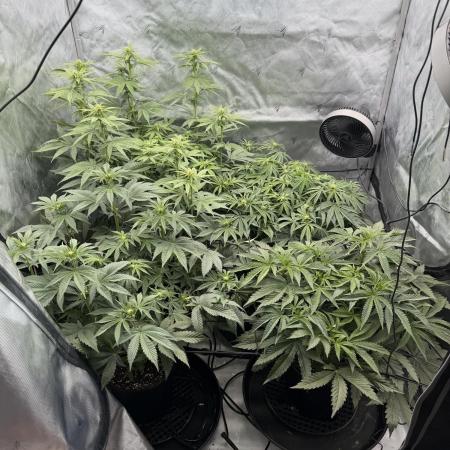 Blue Slushie F2 | Cherry Grenada