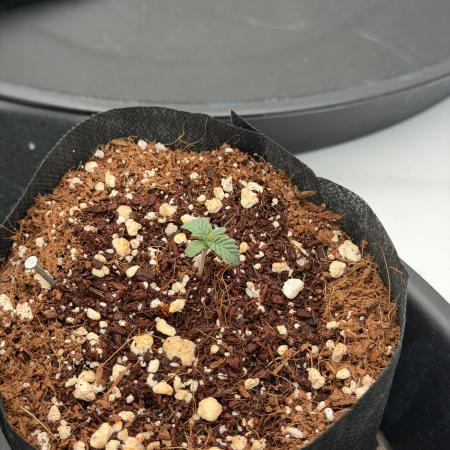 Stuffed Blue Cherry | Raw Genetics