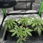 Tropical Cooler | Atlas Seeds