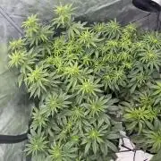 Stuffed Blue Cherry | Raw Genetics