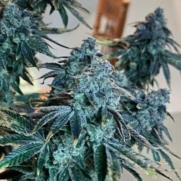 First Grow | Sundae Driver