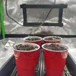 Tropical Cooler | Atlas Seeds