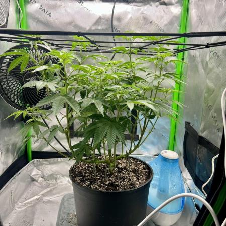 First Grow | Sundae Driver