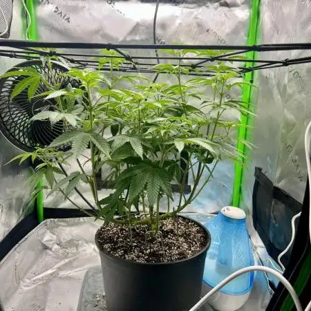 First Grow | Sundae Driver