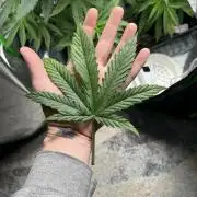 Tropical Cooler | Atlas Seeds