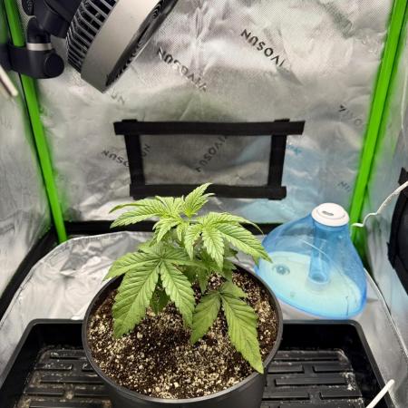 Lil' Red Riding Hood | Humboldt CSI