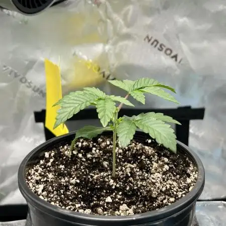 First Grow | Sundae Driver
