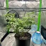 First Grow | Sundae Driver