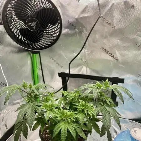 First Grow | Sundae Driver