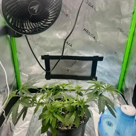 First Grow | Sundae Driver